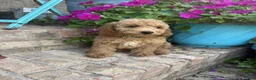 Miniature Labradoodle dogs for sale: Charlie - Ad 3
