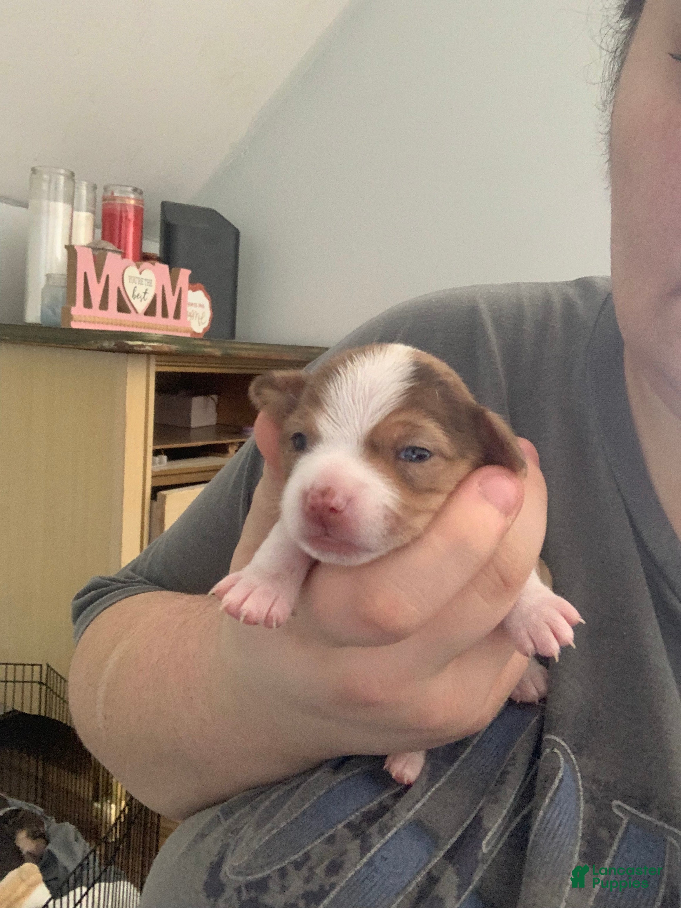 Chihuahua dogs Marley  - Ad 38