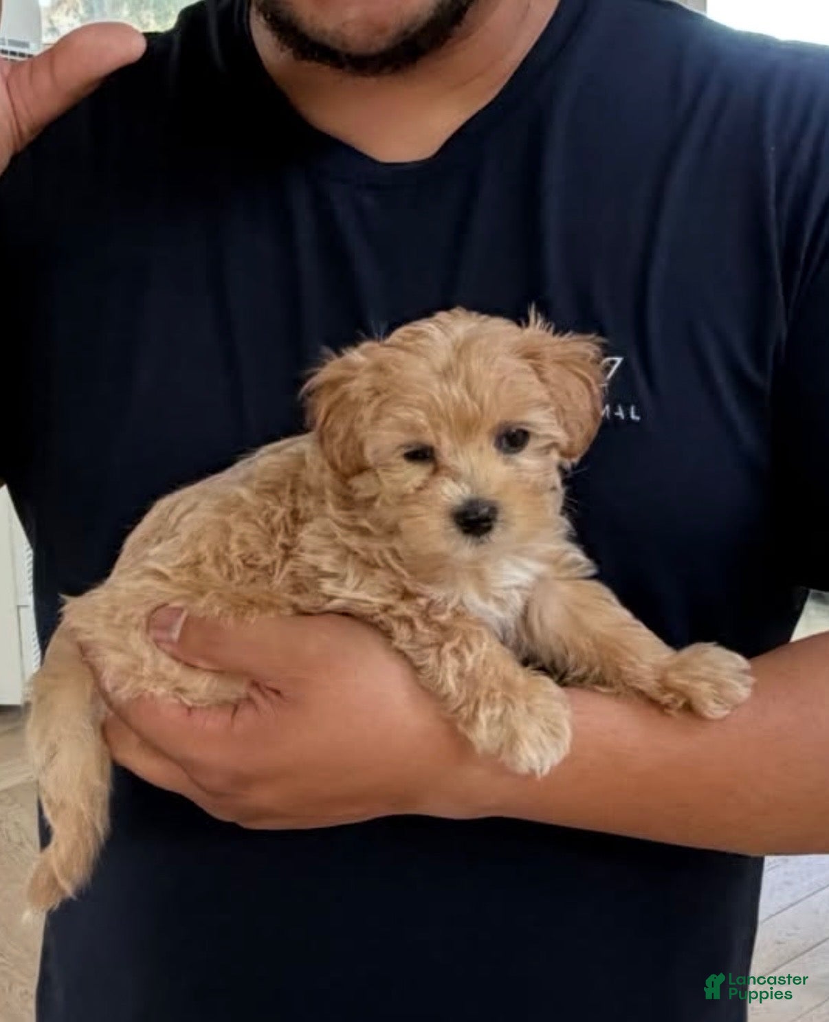 Maltipoo dogs for sale: Biscuit - Ad 39