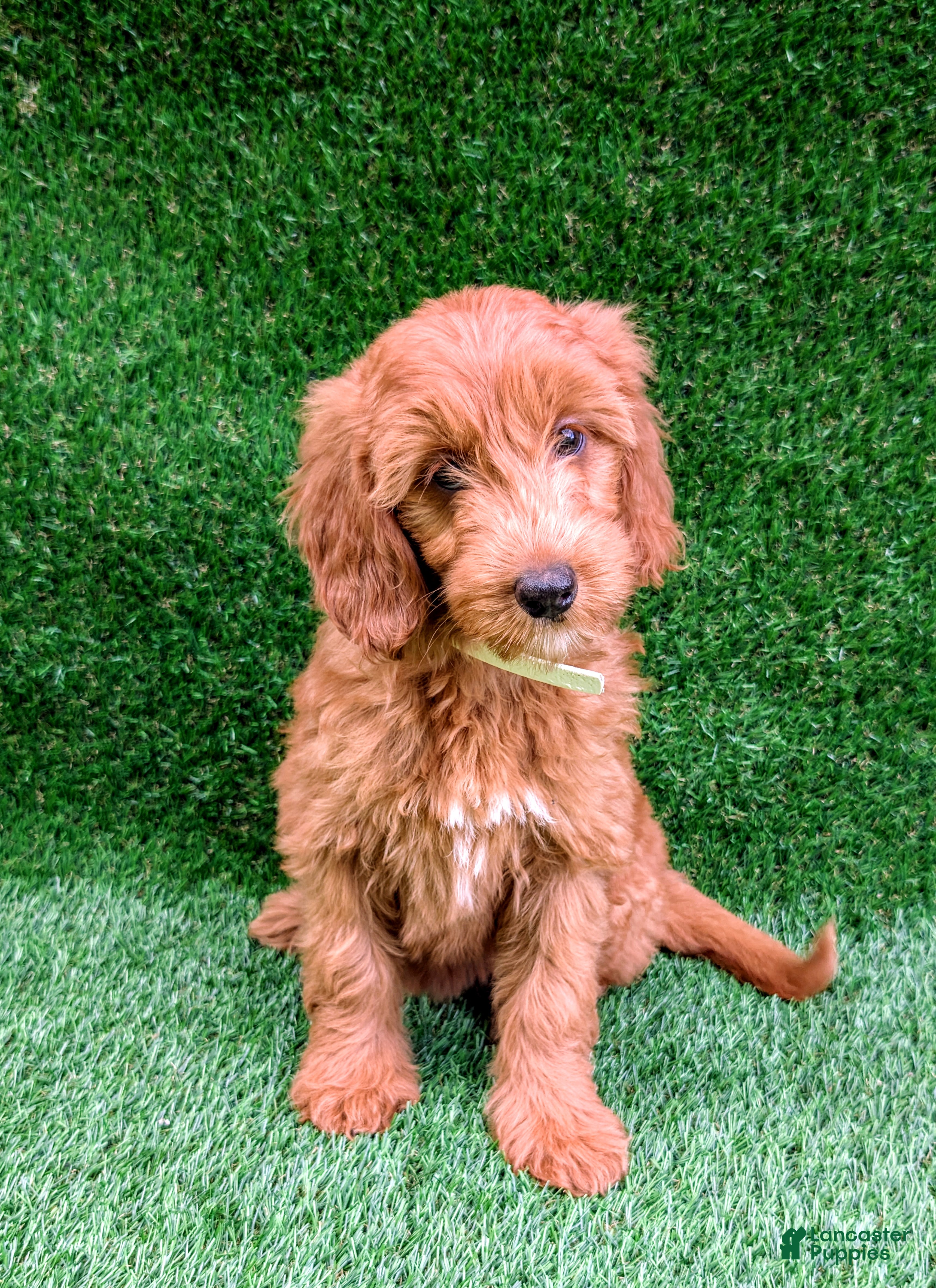Mini Goldendoodle dogs Bella - Ad 1