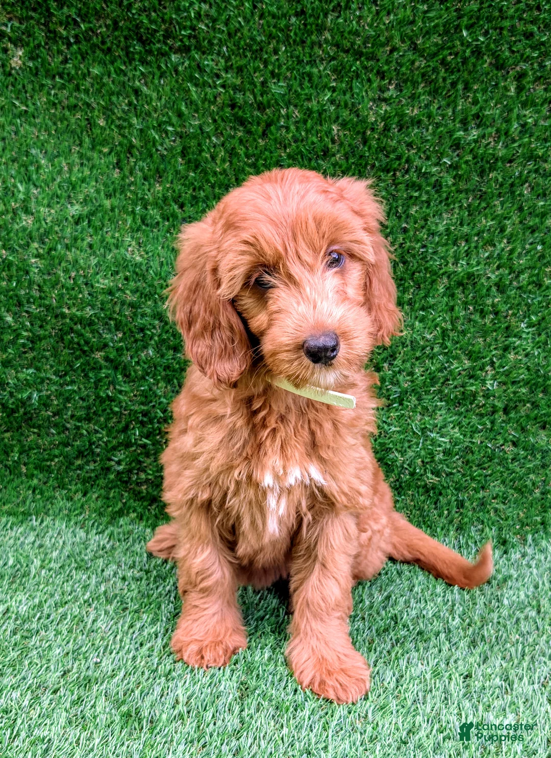 Mini Goldendoodle dogs for sale: Bella - Ad 1