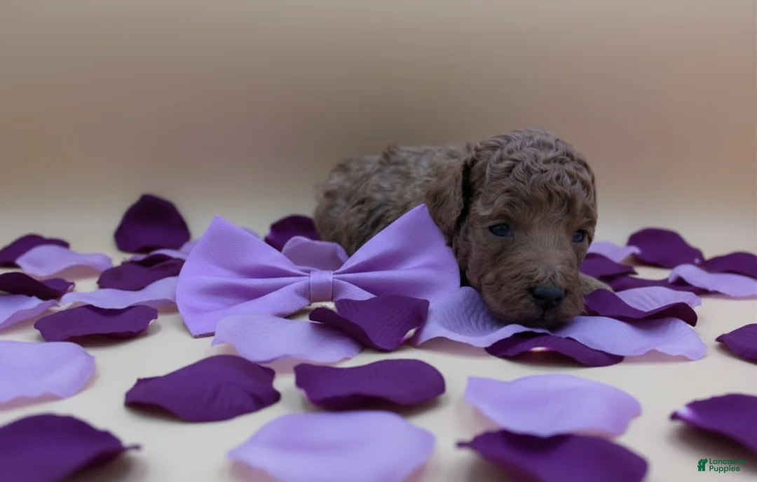 Toy Poodle dogs for sale: Cinnamon 💜 - Ad 20