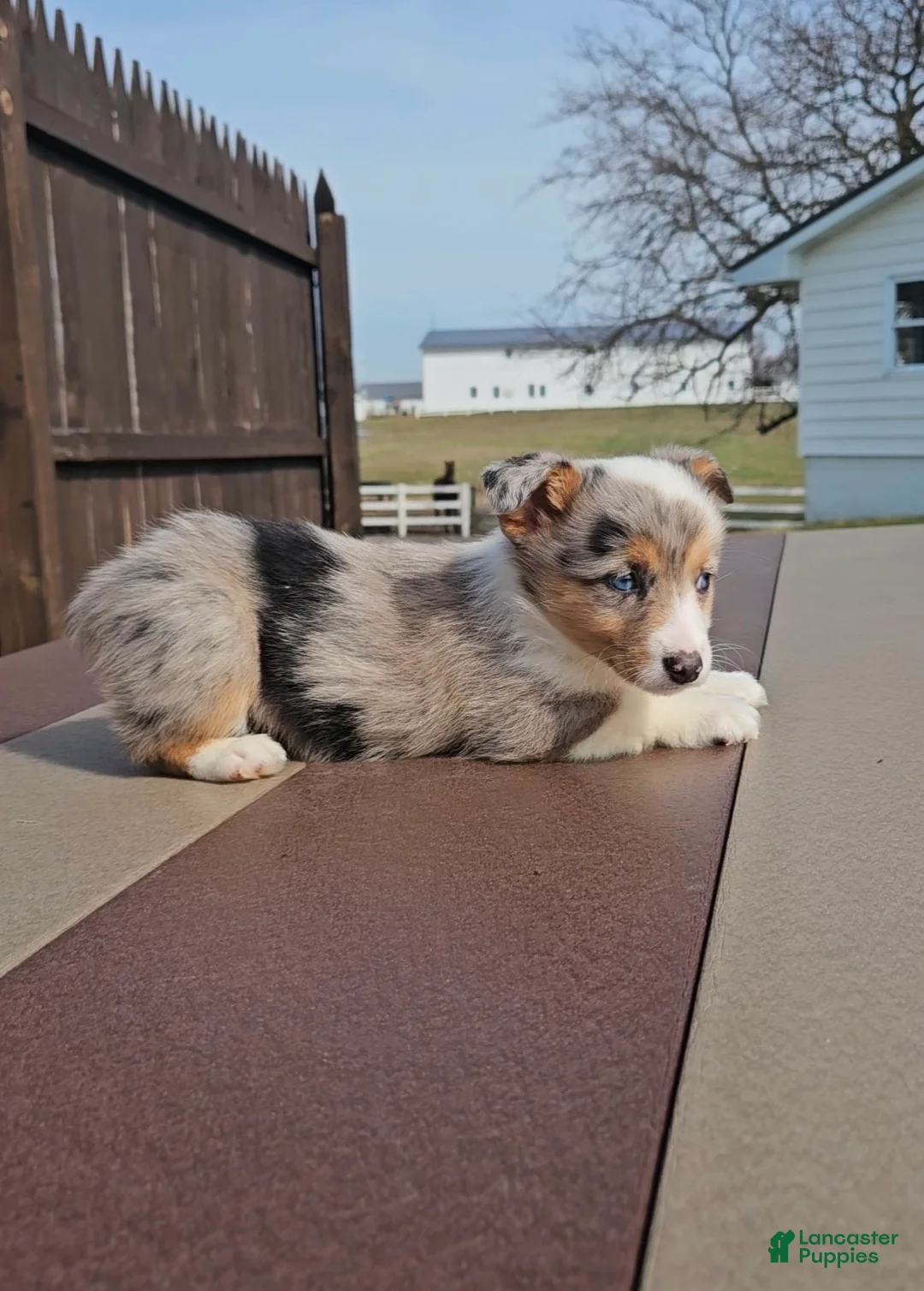 Mixed Breed dogs for sale: Stormi - Ad 7