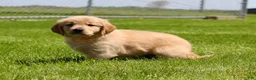 Golden Retriever dogs for sale: Cookie - Ad 4
