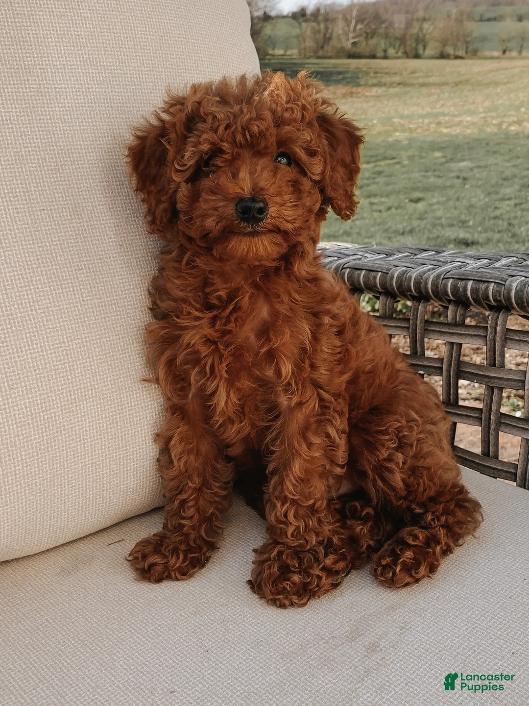Toy Poodle dogs for sale: Toy Poodle Puppy 1 - Ad 1