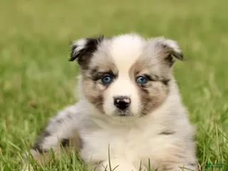 Miniature Australian Shepherd dogs for sale: Tillie - Ad 3