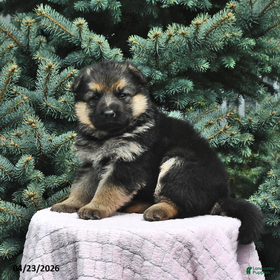 German Shepherd dogs Maggie - Ad 2