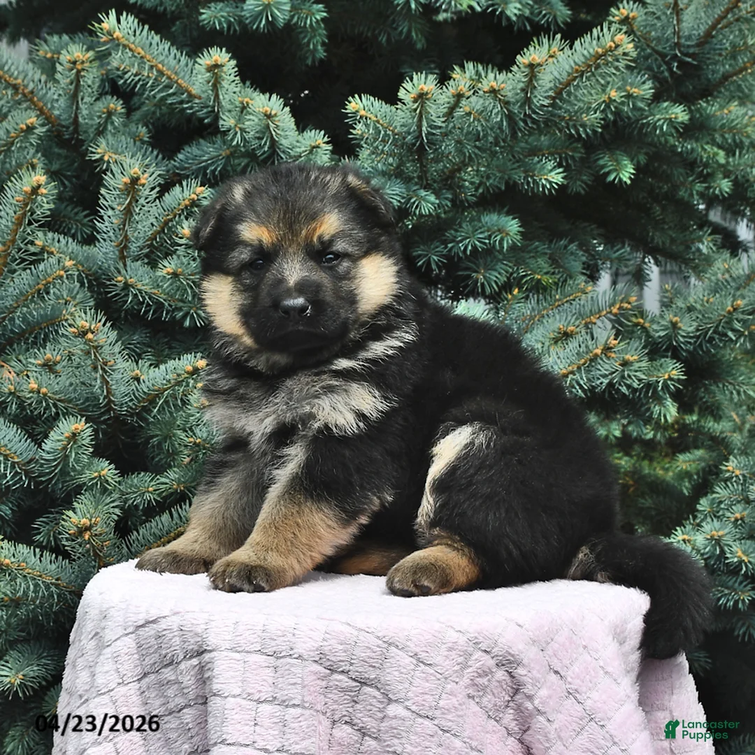 German Shepherd dogs for sale: Maggie - Ad 2