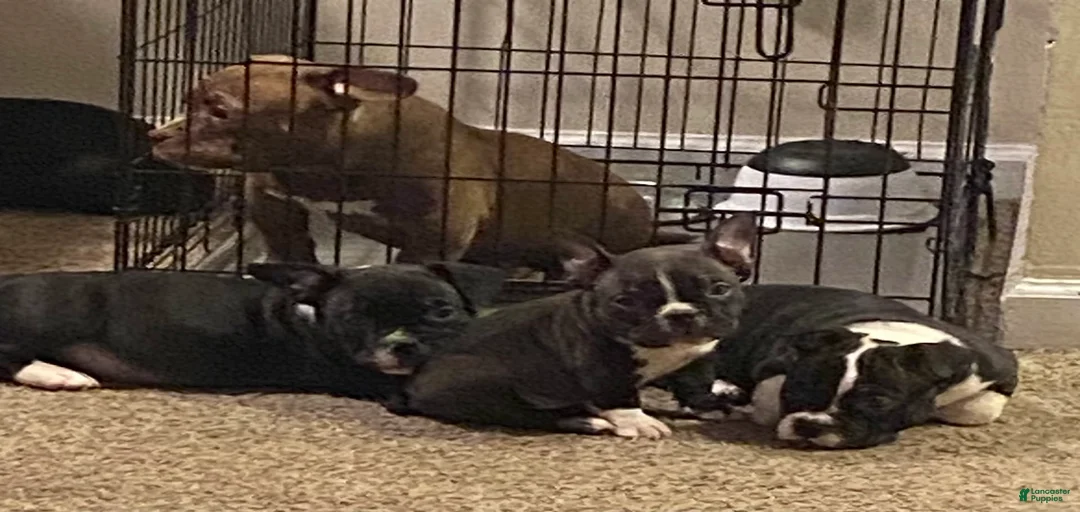 Gallery Image {{count}}