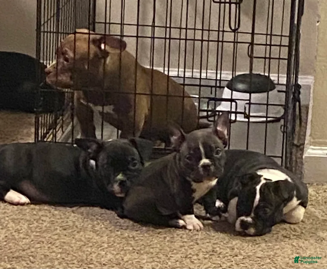 Gallery Image {{count}}