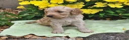Goldendoodle dogs for sale: Snickers - Ad 4