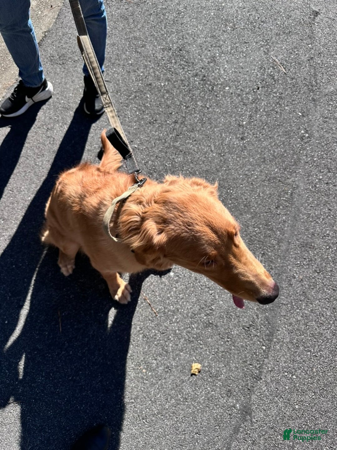 Golden Retriever dogs for sale: Golden Retriever Puppy 1 - Ad 5