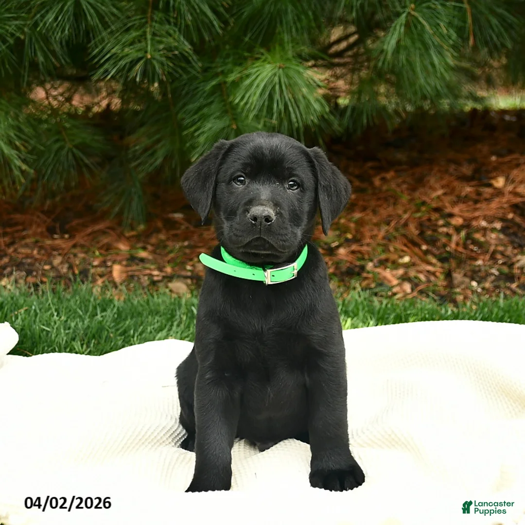 Labrador Retriever dogs for sale: Legolas  - Ad 1