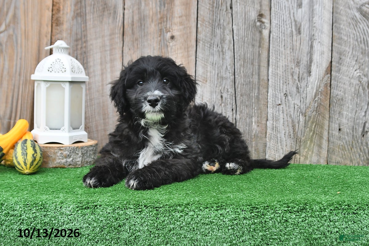 Mini Aussiedoodle dogs Asher - Ad 1