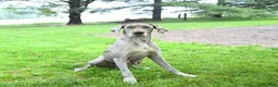 Great Dane dogs for sale: Layla - Ad 5