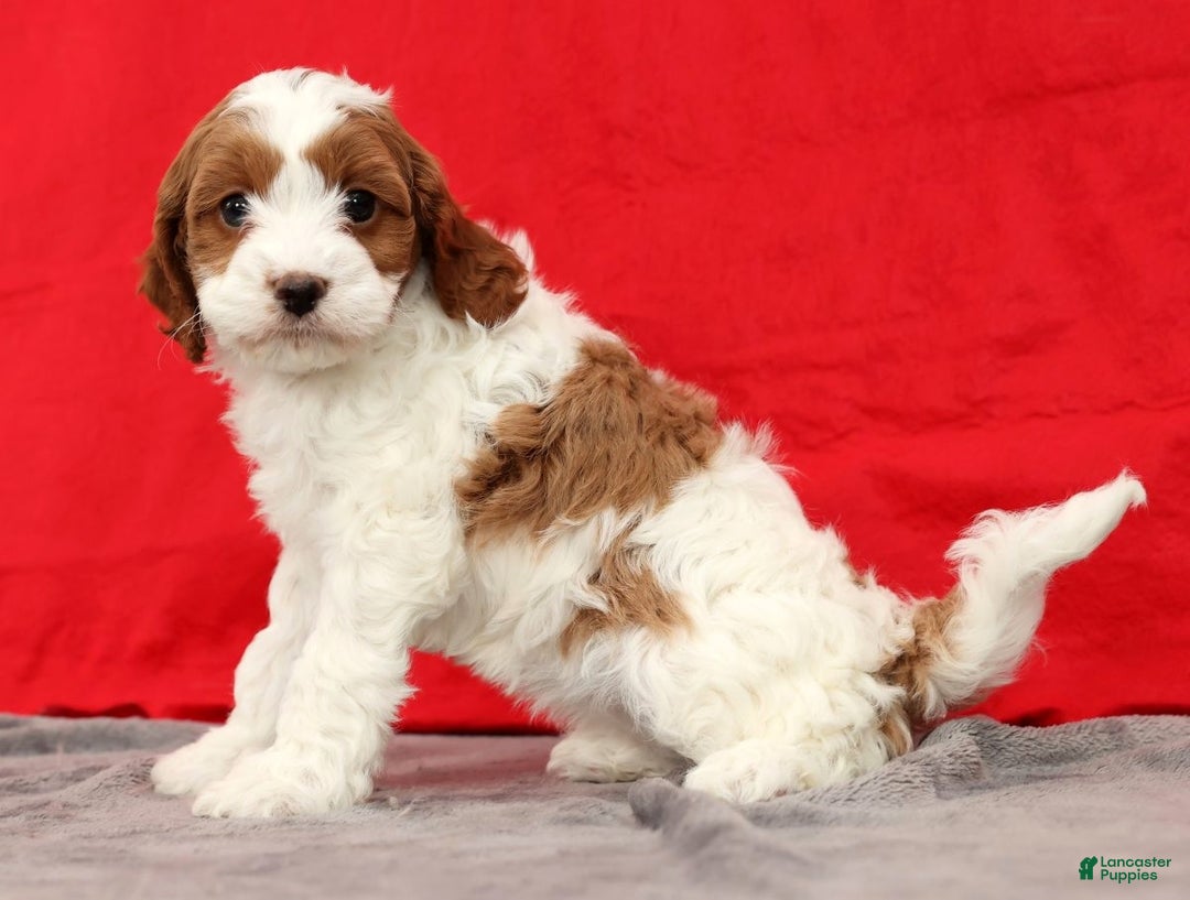 Cavapoo dogs for sale: Sasha - Ad 1