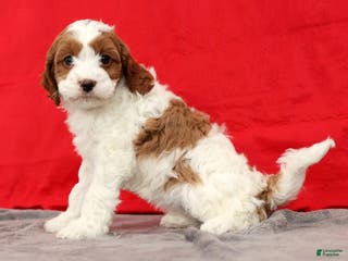 Cavapoo dogs Sasha - Ad 10