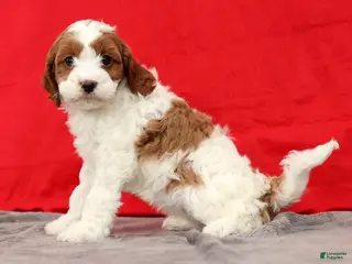 Cavapoo dogs Sasha - Ad 23