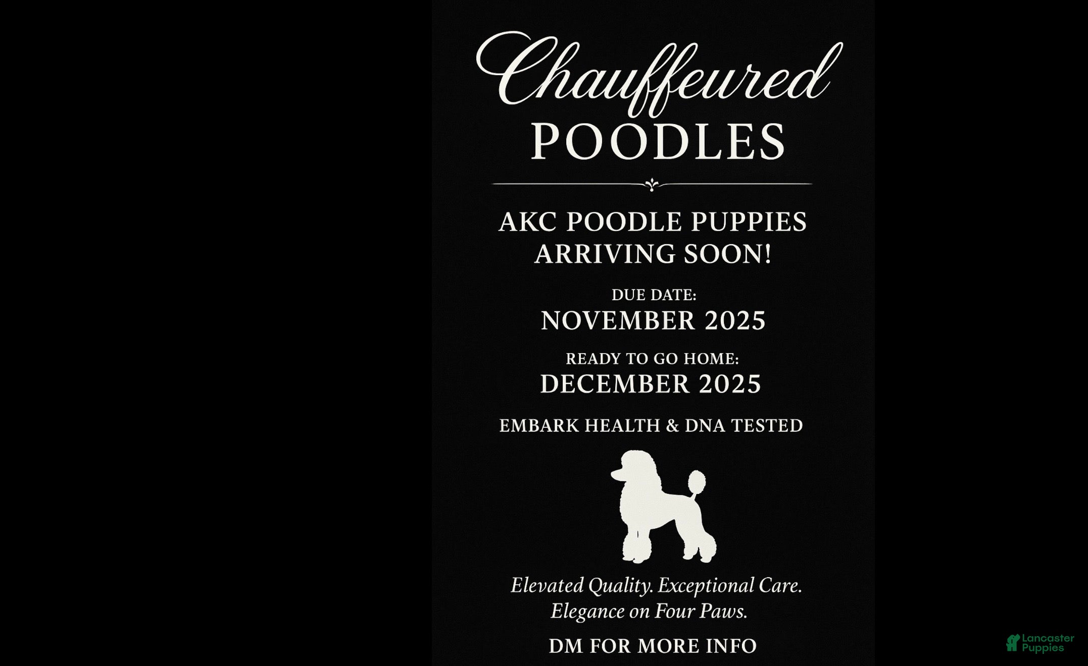 Standard Poodle dogs Standard Poodle Puppy 2 - Ad 13