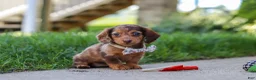 Miniature Dachshund dogs for sale: Chloe - Ad 3