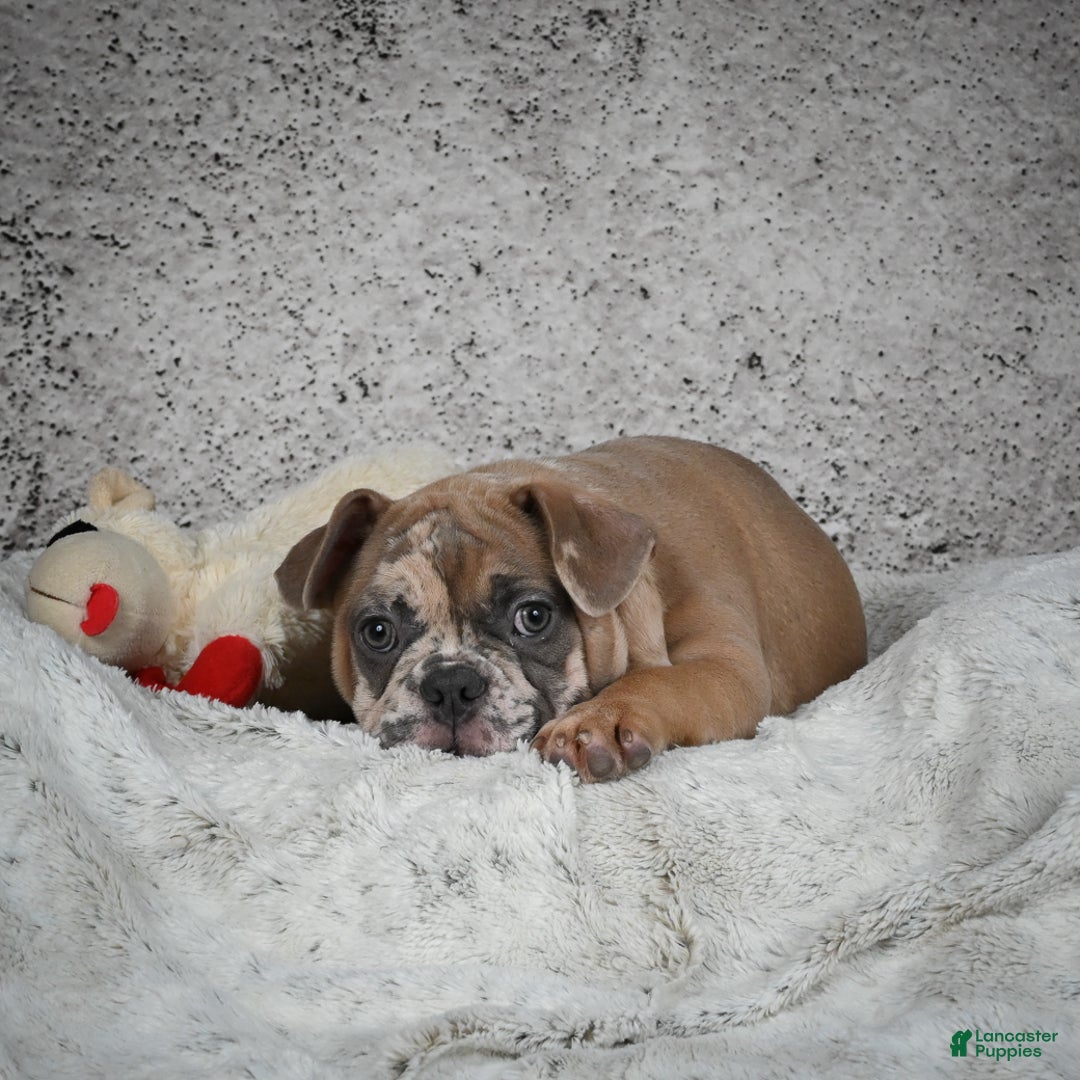 French Bulldog dogs for sale: Gus - Ad 5