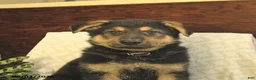 German Shepherd dogs for sale: Moose - Ad 5