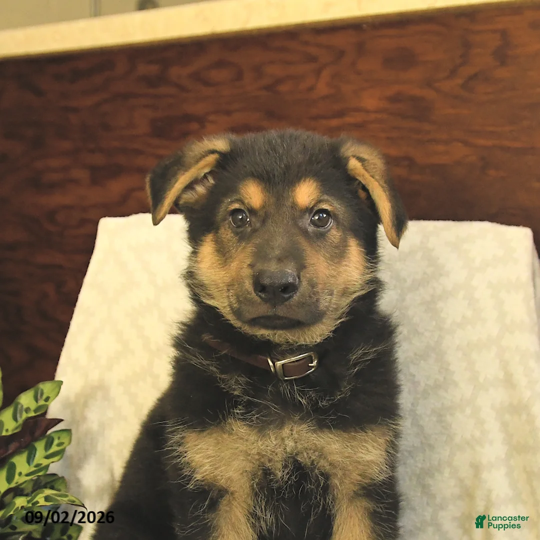 German Shepherd dogs for sale: Moose - Ad 5