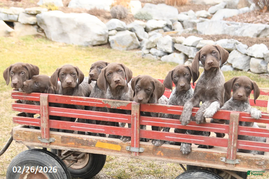 German Shorthaired Pointer dogs for sale: Dallas - Ad 5