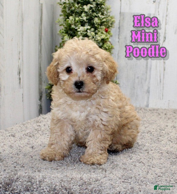 Miniature Poodle dogs Elsa - Ad 24