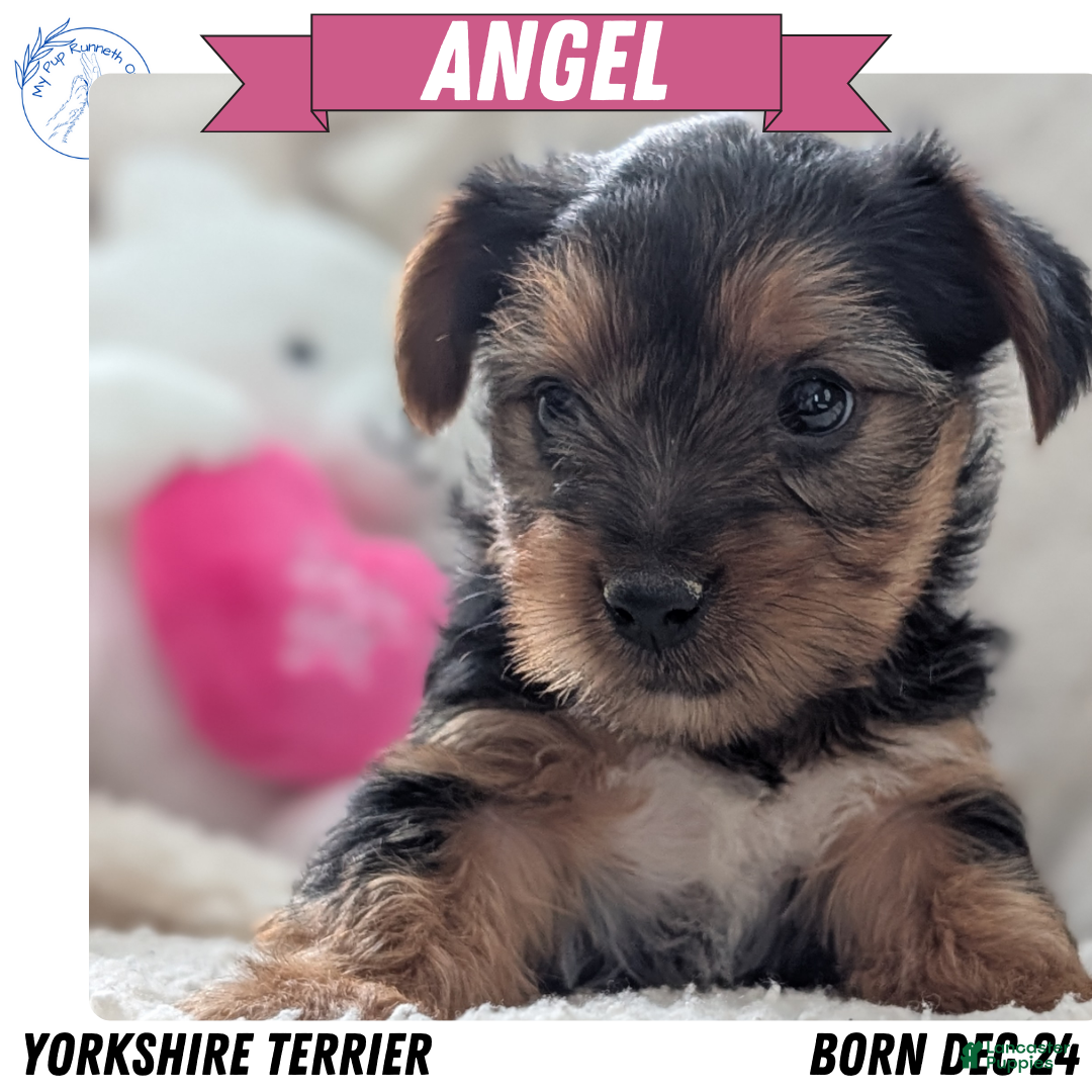 Yorkshire Terrier dogs Angel - Ad 2