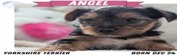 Yorkshire Terrier dogs for sale: Angel - Ad 1