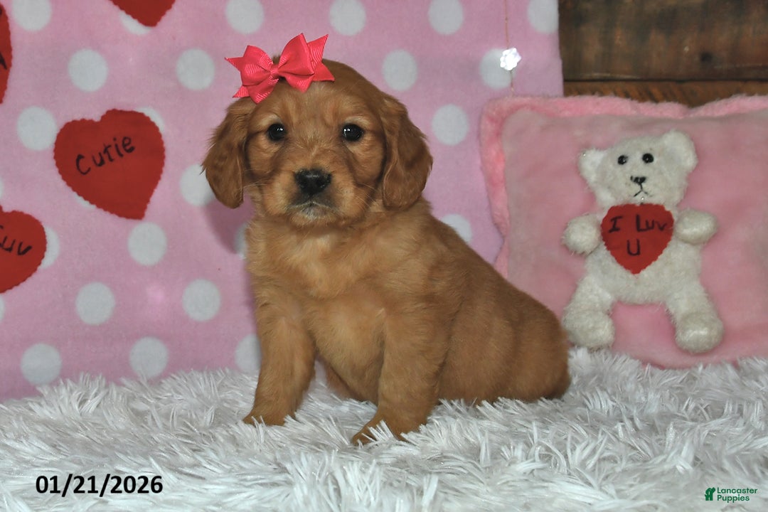 Miniature Golden Retriever dogs for sale: Cupcake - Ad 3