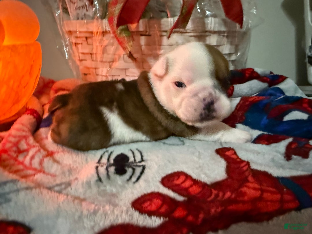 English Bulldog dogs for sale: English Bulldog Puppy 2 - Ad 4