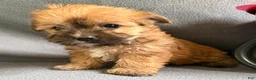 Morkie dogs for sale: Wonder - Ad 4