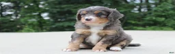 Mini Bernedoodle dogs for sale: Noa  - Ad 3