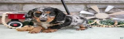 Miniature Dachshund dogs for sale: Myla - Ad 1