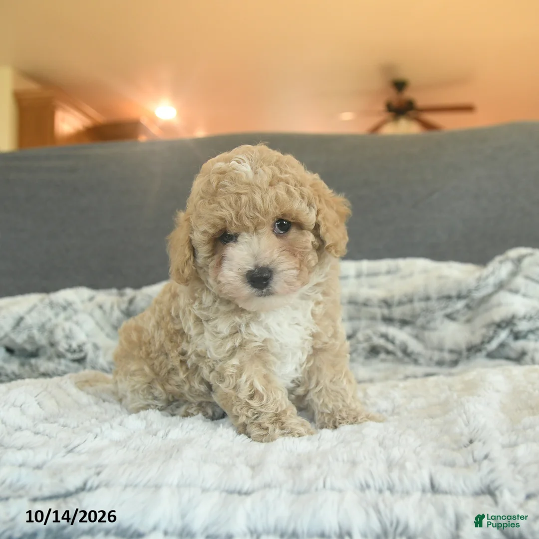 Toy Poodle dogs for sale: Yacklynn - Ad 1