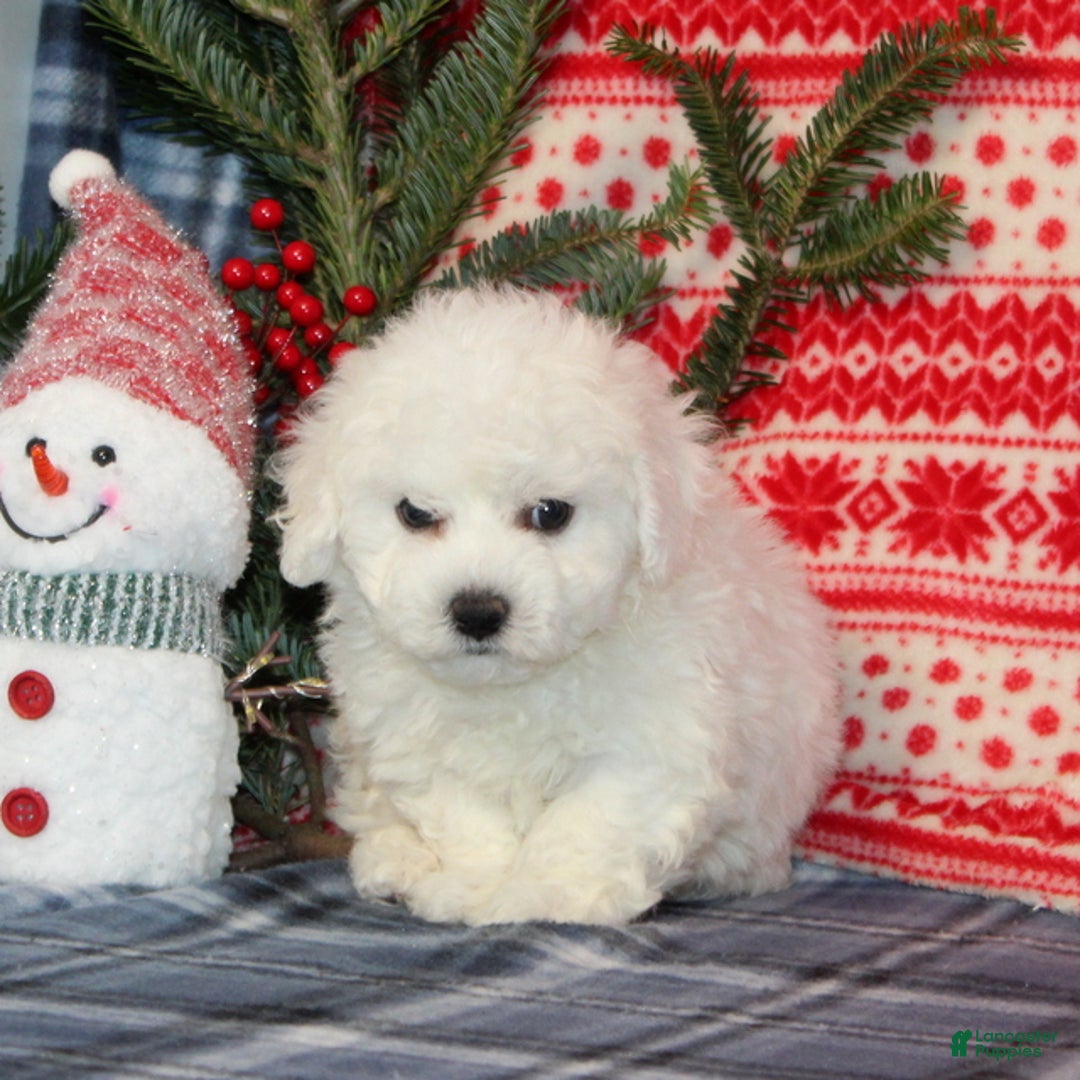 Bichon Frise dogs for sale: Jingle - Ad 2