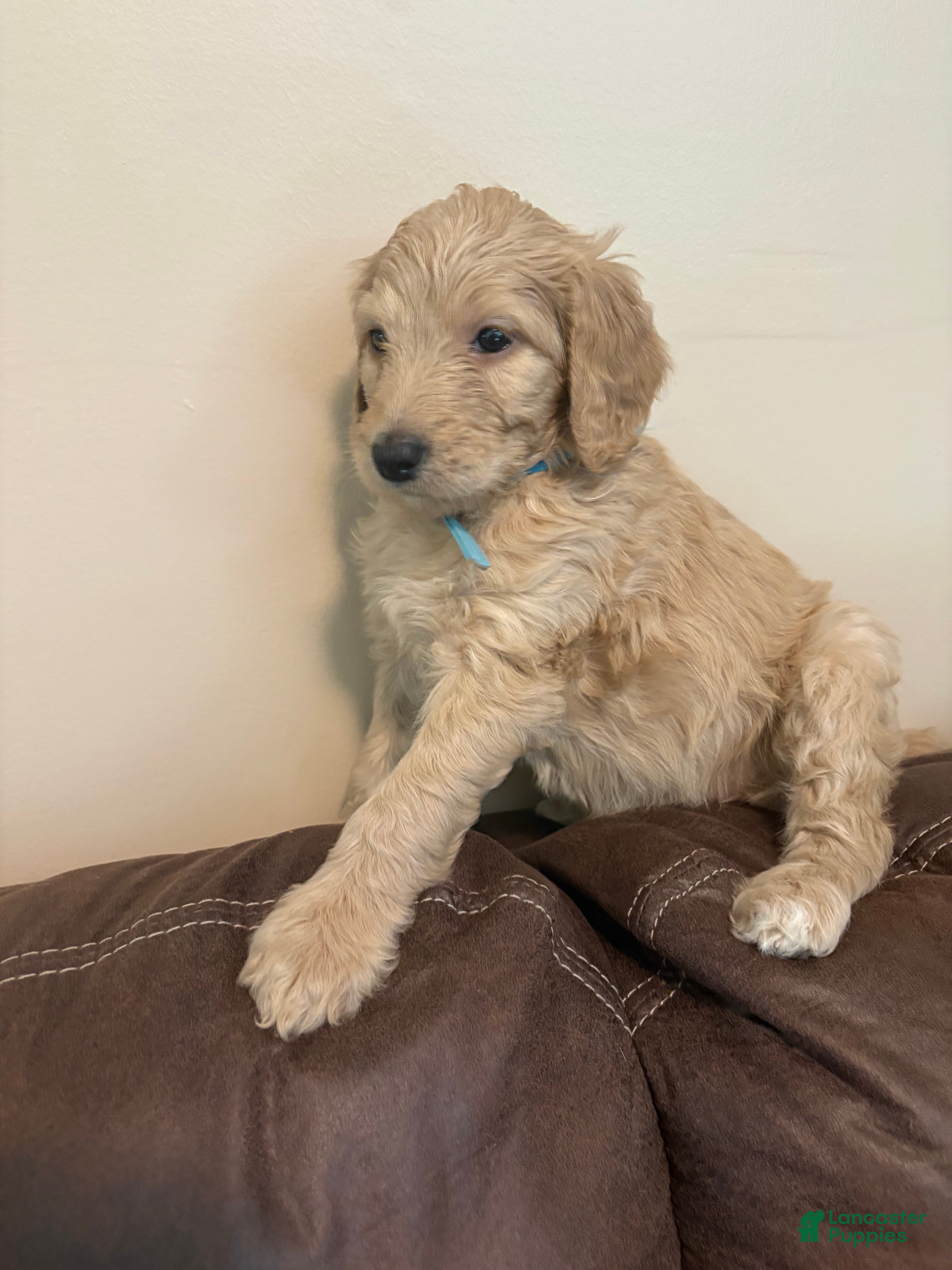 Goldendoodle dogs Goldendoodle light blue - Ad 1