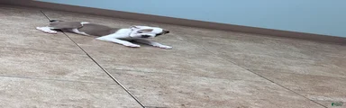 Puppy 3