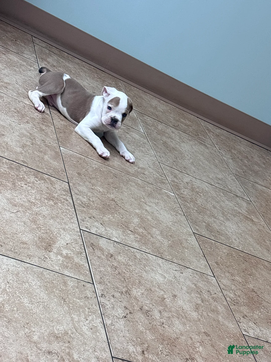 Olde English Bulldogge dogs for sale: Puppy 3 - Ad 1