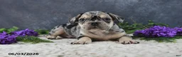 French Bulldog dogs for sale: Jordan - Ad 3