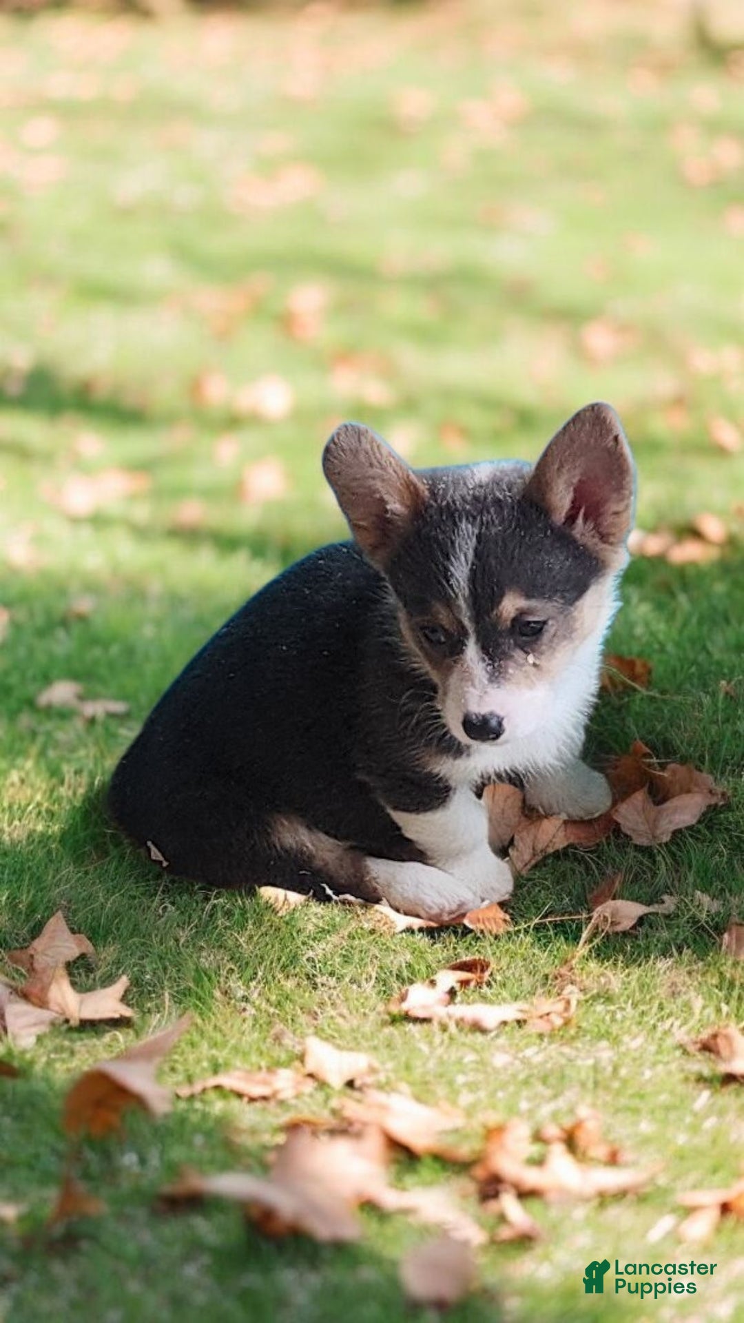 Welsh Corgi Pembroke dogs for sale: Alfie bluie  - Ad 27