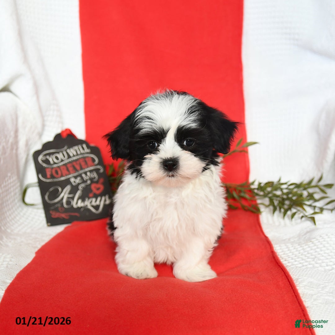 Malshi dogs for sale: Sterling - Ad 2