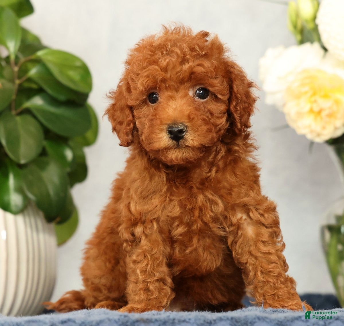 Mini Goldendoodle dogs Odin - Ad 2