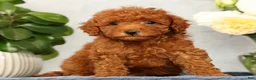 Mini Goldendoodle dogs for sale: Odin - Ad 2