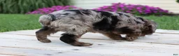 Yorkiepoo dogs for sale: Asher - Ad 7