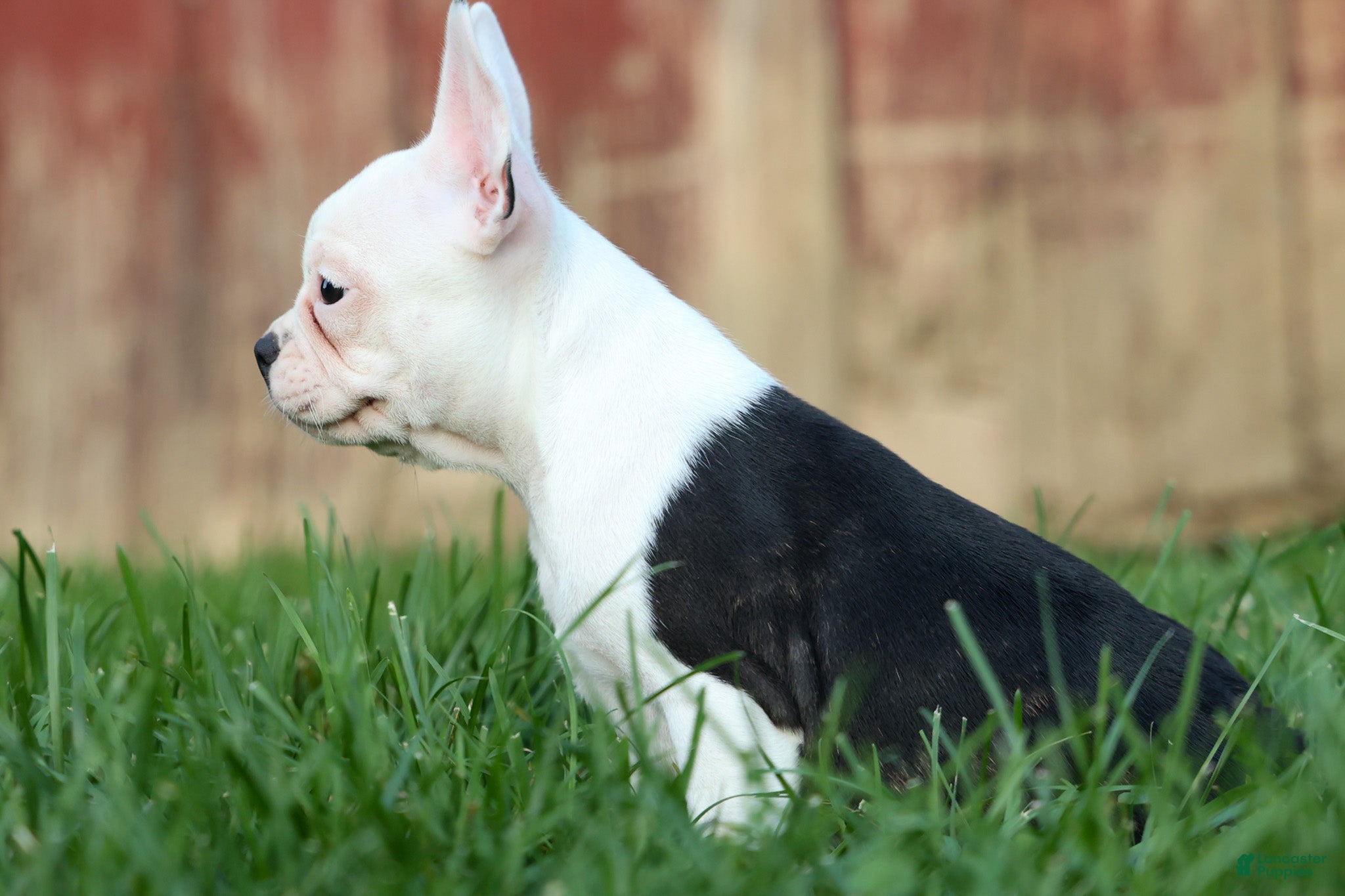 Frenchton dogs MOLLY - Ad 1