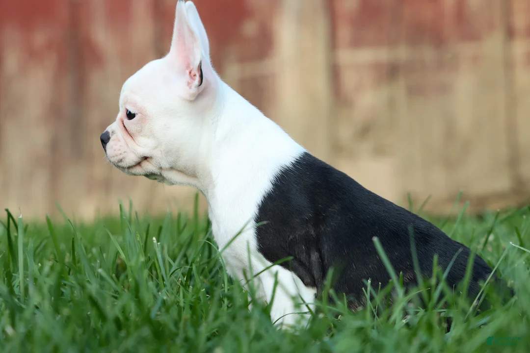 Frenchton dogs for sale: MOLLY - Ad 1