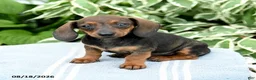 Miniature Dachshund dogs for sale: Maya - Ad 2